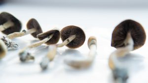  mushroom spore kit white background